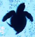 Sea turtle